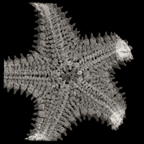 Sea star