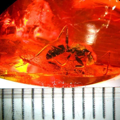 Insect in amber ant