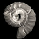 Ammonites Muramotoceras