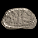 介形虫（貝形虫） Cythere omotenipponica