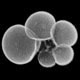 Planktonic foraminifera Globigerinella aequilateralis