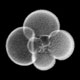 Planktonic foraminifera Globigerina bulloides