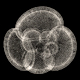 Planktonic foraminifera Globoquadrina conglomerata