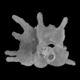 Planktonic foraminifera Globigerinoides fistulosus