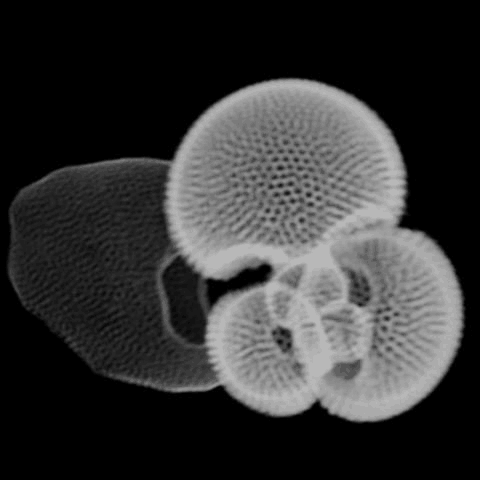Planktonic foraminifera